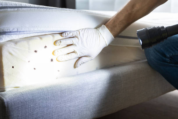 Best Pest Control Near Me  in Park City, UT