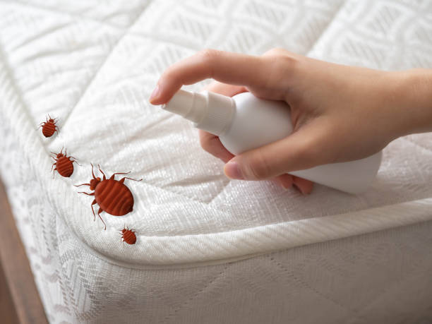 Best Pest Control for Homes  in Park City, UT
