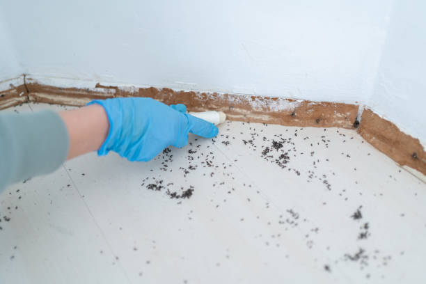 Professional Pest Control in Park City, UT